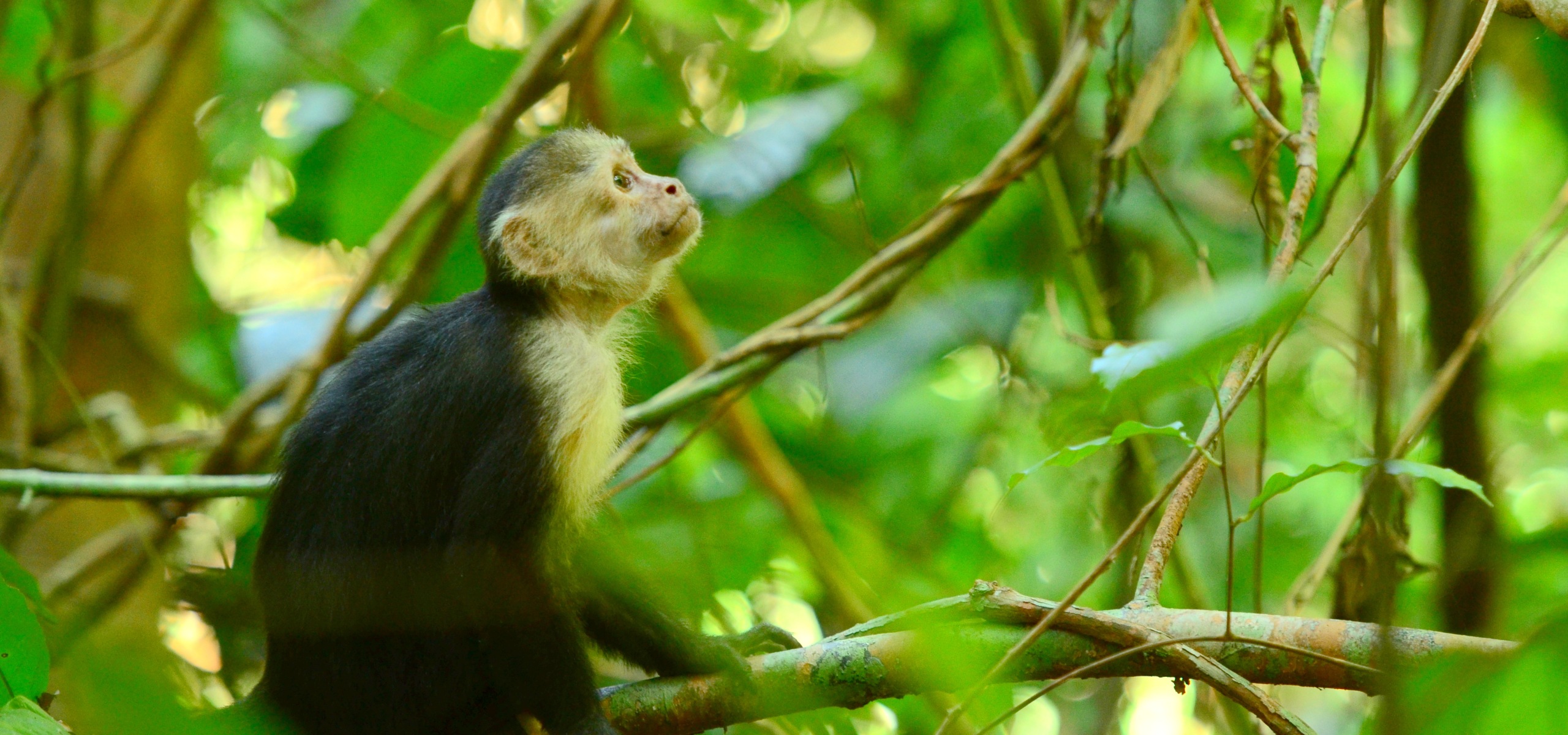 Costa Rica Capuchin Monkeys