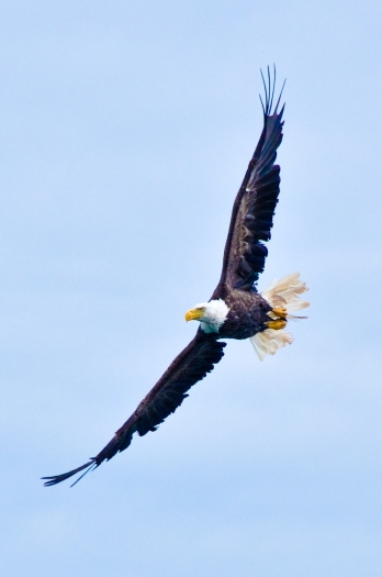 Bald Eagle of Campobello Island